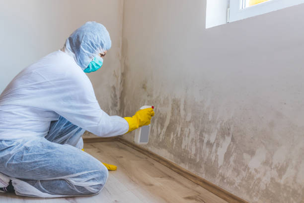 Licensed Mold Testing service in Grant, MI - WQB Mold Removal
