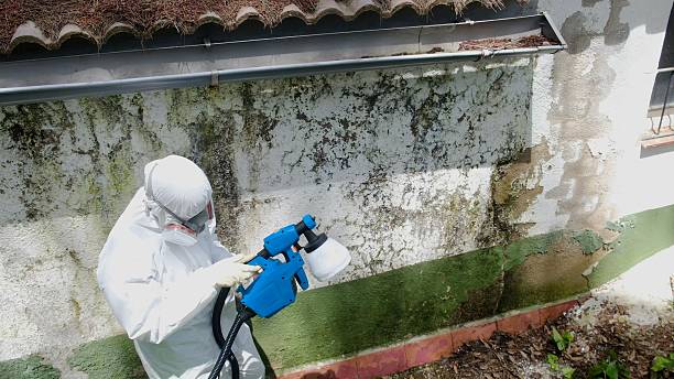 Top rated local Mold Testing specialists in Grant, MI